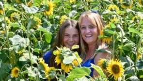 BEST OF 2022: Kilkenny Sunflower Field - click for pics!