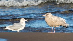 Donegal Seagulls not litter friendly with Council bins