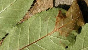 "Ash trees a danger to the public" - Stenson