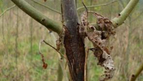 Planning exemption to replace diseased  Tipperary ash trees with conifer a positive step
