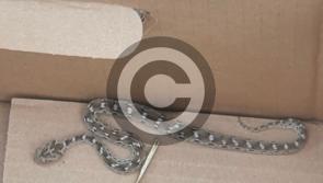 Deadly snake rescued in Manchester after surviving 4,000-mile trip from Pakistan