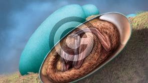 ‘Exquisitely’ preserved embryo found inside fossilised dinosaur egg