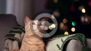 Why we’d much rather stay in on Christmas Eve