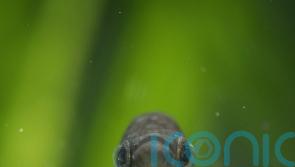 Fish brought back from extinction with help from zoo