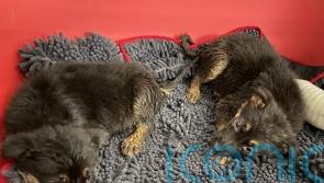Animal charity in ‘responsible pet ownership’ plea as puppies found abandoned