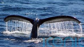 Humpbacks making a comeback and Wally the walrus on tour: the UK’s seas in 2021