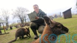 Wallabies weighed and millipedes measured for wildlife park’s animal count