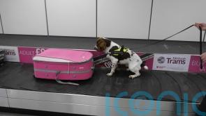 Detector dogs start work to help sniff out exotic diseases