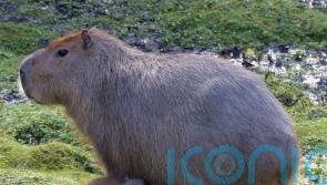 Zoo celebrates arrival of capybara pups during ‘perfect’ weather