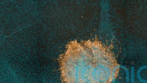 White blood cells of immune system can fight Omicron, says new study