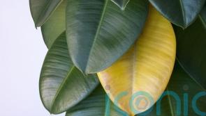Worried your gifted houseplant is dying already? Here’s how to show them some TLC