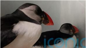 Pair of puffins released back into the wild after treatment