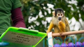 In Pictures: Count us in… animals look to help as zoo launches annual audit