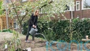 Bids to sprout ‘wee forests’ in cities receive £500,000