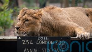 Keepers get counting for annual week-long London Zoo stocktake