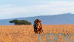 Why sharpening photography skills on safari is the mental reset we all need in 2022
