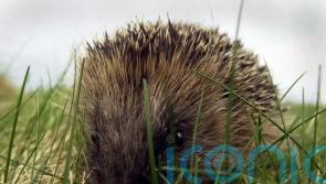 Superbug MRSA arose in hedgehogs before discovery of antibiotics, study suggests