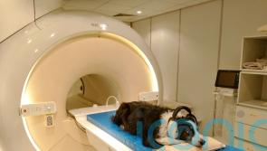 Who’s a clever boy? Dogs can distinguish between languages, study suggests