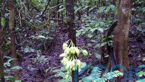 Tropical tree named after Leonardo DiCaprio is first new species of 2022 – Kew