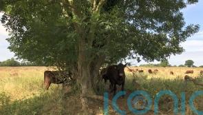 Farmers to be paid to deliver ‘fundamental’ changes to landscapes