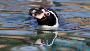 Avian malaria outbreak kills around 70% of Humboldt penguin colony at Dudley Zoo