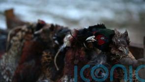 Police discover dead pheasants in boot of delivery driver’s car