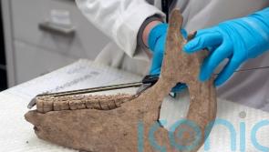 Medieval warhorses no bigger than modern-day ponies, research finds