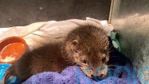 Christmas miracle for otter rescued by member of public