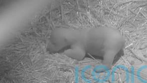 Wildlife park releases new footage of month-old polar bear cub