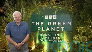 David Attenborough hopes The Green Planet ‘brings home’ importance of plants