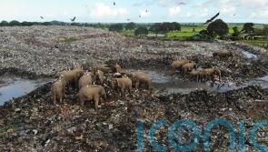 Elephants dying from eating plastic waste in Sri Lankan dump