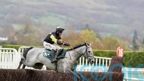Hopes high for Eldorado Allen in Silviniaco Conti