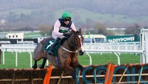 Stormy Ireland likely to head straight to Cheltenham