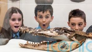 Crocodile found under school floorboards goes on display