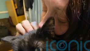 Woman reunited with missing cat after recognising his meow on phone call