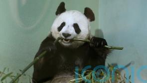 Giant pandas stay chubby on bamboo diet thanks to gut bacteria – study