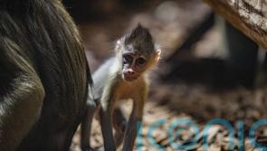 Mandrill babies born five weeks apart after 10-year gap at zoo