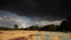 Poll finds more than four-fifths of people back rewilding in Britain