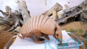 Armadillos on post-Christmas workout regime after piling on the pounds