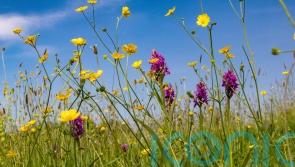 Rewilding support grows: 8 ways to help your garden (and the world) become wilder