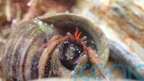 Rockpool species will struggle to migrate to UK waters as sea temperatures rise