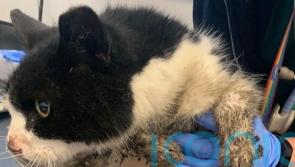 Glue traps used to catch rodents to be banned in Scotland