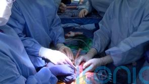Kidneys from genetically modified pig transplanted into brain-dead human