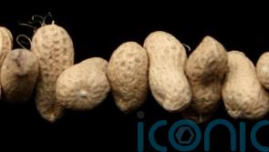 Study examines peanut allergy treatment for children