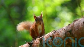 Squirrel Appreciation Day: The best places to find red squirrels in the UK and Ireland