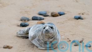 Number of seals born on Norfolk beach ‘up 25-fold in 20 years’