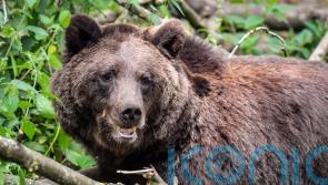 Brown bears switch habitats to hunt reindeer and moose calves, study finds