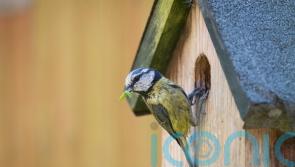 How can you encourage birds to use your nestboxes?