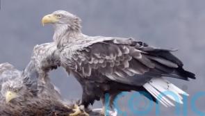 Winterwatch captures record-breaking bird 16 years after TV debut