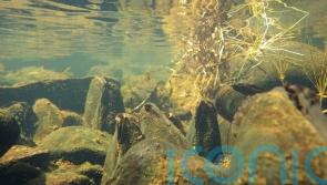 £11.7m funding for projects to restore bogs, rivers and rare mussels